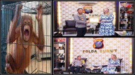 Ungkap Kasus Kejahatan Satwa Dilindungi, Amerika Serikat Apresiasi Kinerja Polda Sumut Ungkap Kasus Kejahatan Satwa Dilindungi, Amerika Serikat Apresiasi Kinerja Polda Sumut