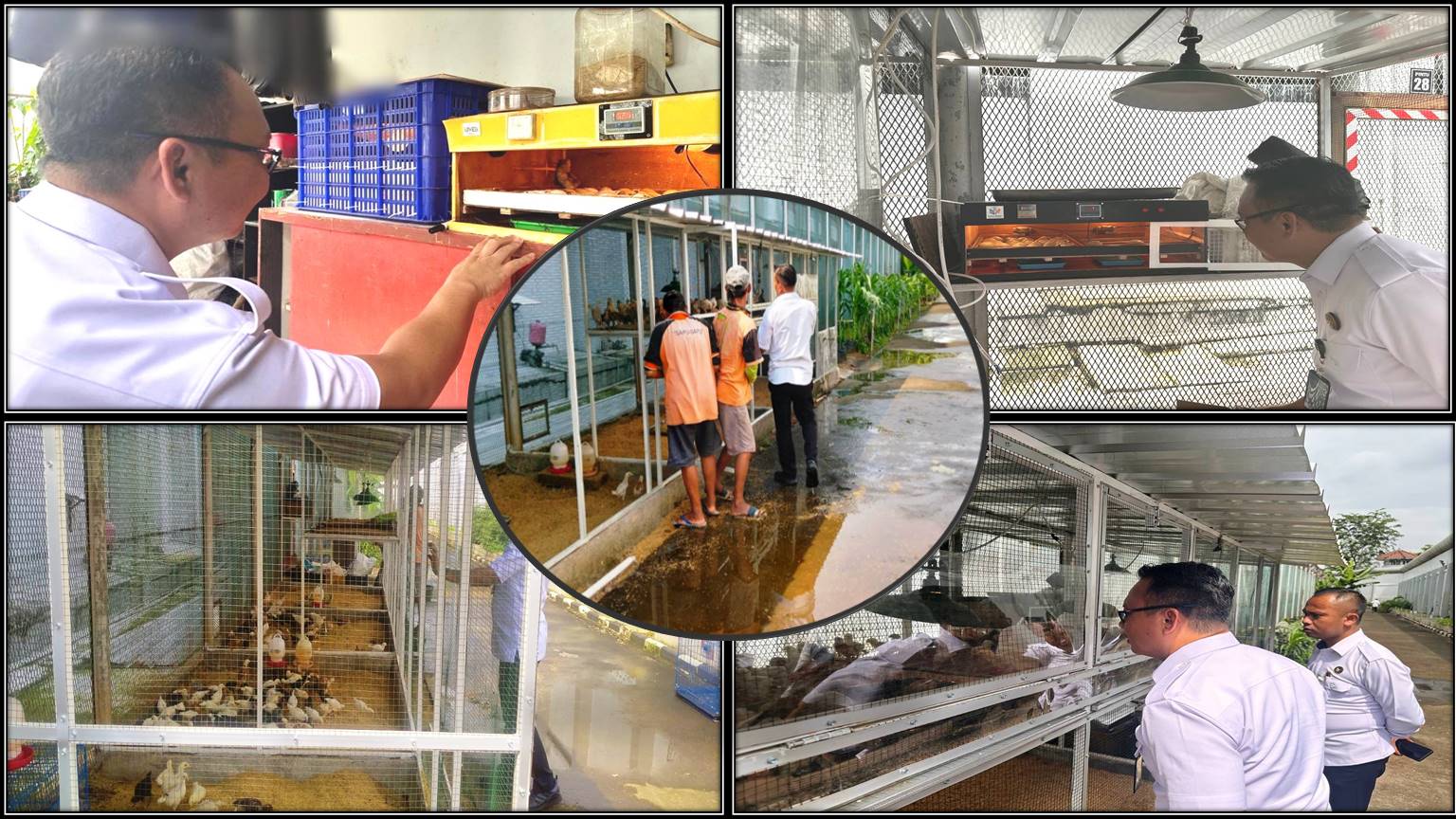Dukung Ketahanan Pangan, Lapas Kelas IIA Salemba Berikan Pembinaan Kepada Warga Binaan Kembangkan Budidaya Ayam Kampung dengan Mesin Penetas