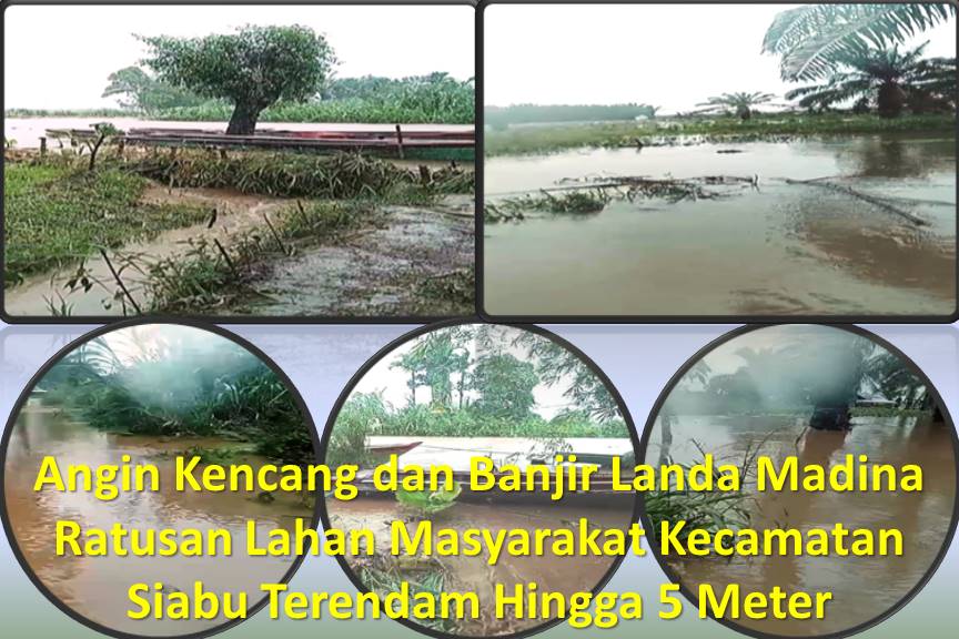 Angin Kencang dan Banjir Landa Madina, Ratusan Lahan Masyarakat Kecamatan Siabu Terendam Hingga 5 Meter